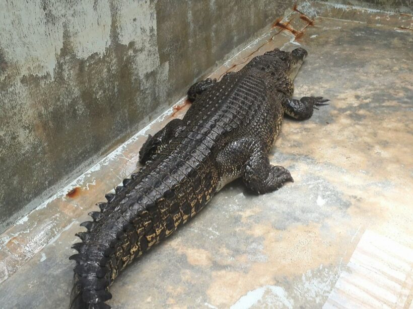 Captured Croc isn’t eating. BKK specialist on the way.