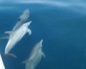 Dolphins spotted between Koh Racha and Phuket | News by Thaiger