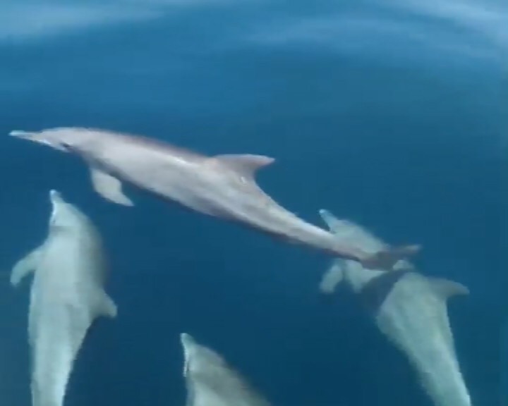 Dolphins spotted between Koh Racha and Phuket