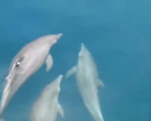 Dolphins spotted between Koh Racha and Phuket | News by Thaiger