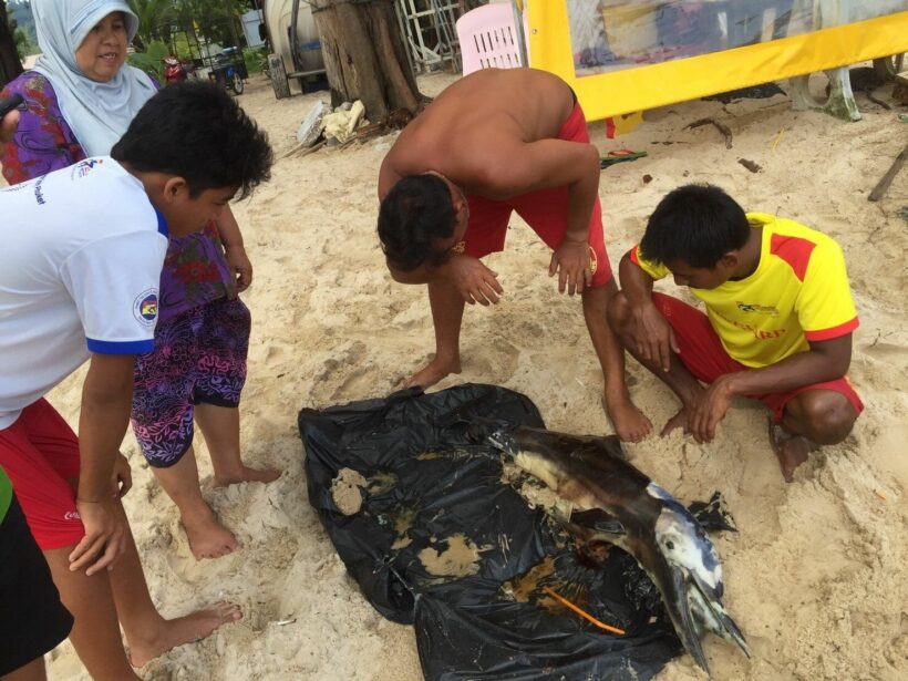 Dolphin found on Bang Tao beach