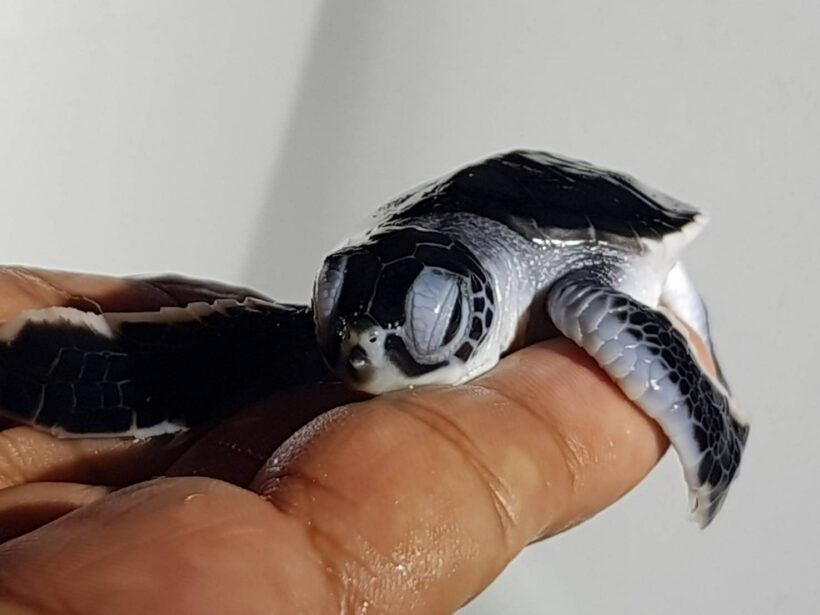 Baby green turtle born at Koh Racha