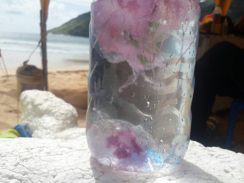 UPDATE Jellyfish at Nai Harn