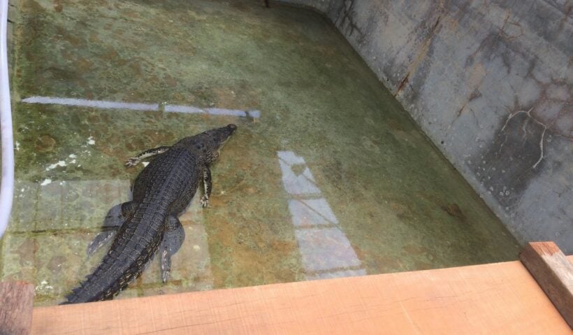 Laypang, Phuket’s star croc, has finally started to eat