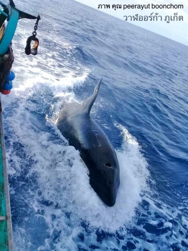 Orca Whale spotted in the seas off Phuket