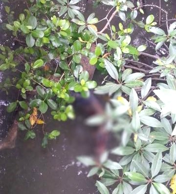 Corpse found in a Koh Siray mangroves