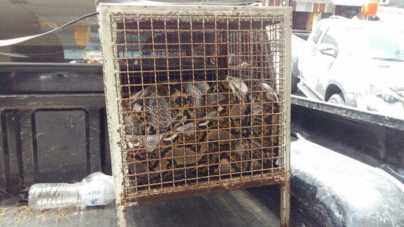 5 metre python found in Phuket Town