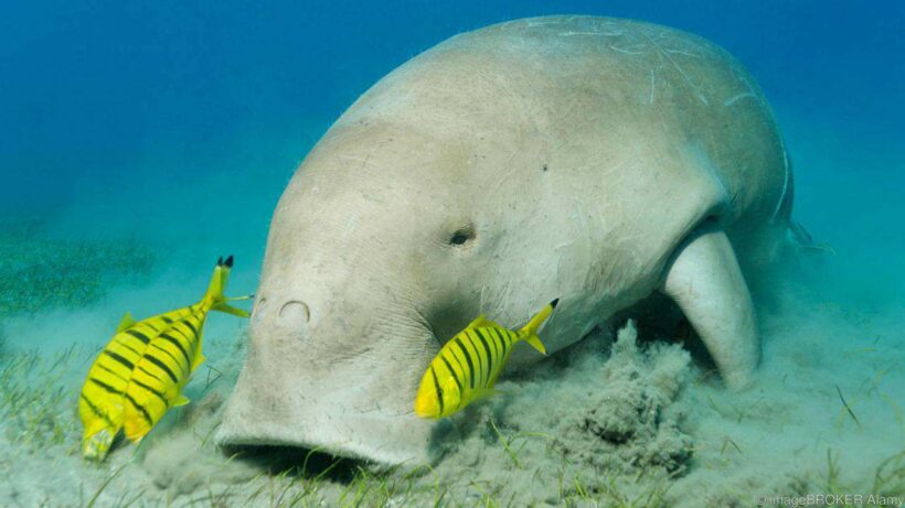 Park chief says they have proof that dugongs are being hunted