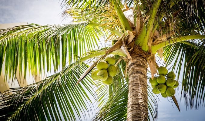 Top 10 reasons to add some coconut into your life