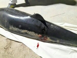 Young dolphin washes up on Kamala Beach | News by Thaiger