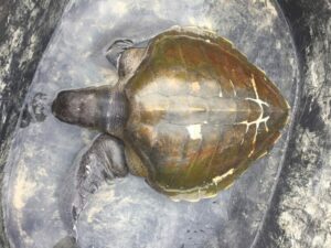 Injured turtle found at Nai Harn Beach | News by Thaiger