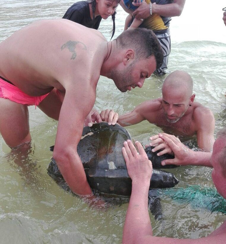 Injured turtle found at Nai Harn Beach