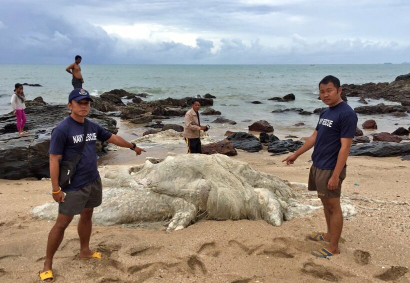 Dead whale and dolphin washed up on Koh Lanta