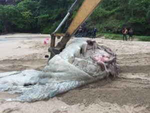 Dead whale and dolphin washed up on Koh Lanta | News by Thaiger