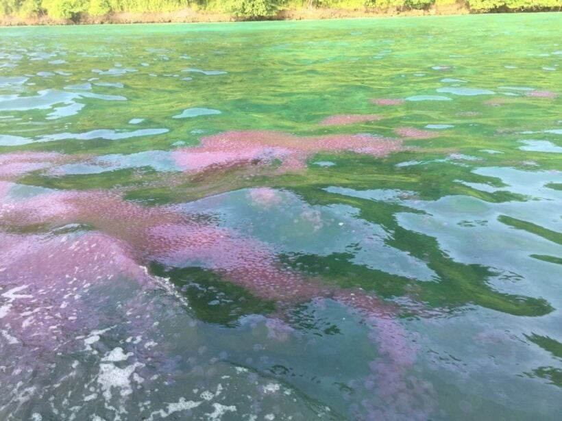 More than 10,000 fire jellyfish found near Gai Island, Krabi