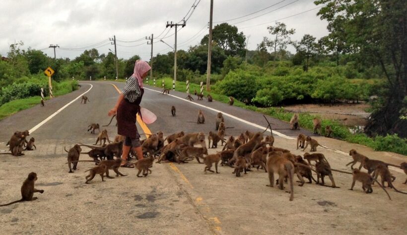 Hundreds of monkeys in Krabi waiting for food on the street