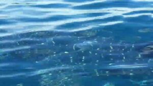 Whale shark family spotted near Koh Hong, Krabi | News by Thaiger