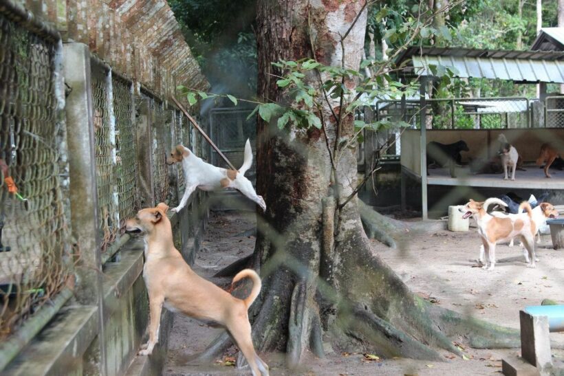 Phuket stray dog pound make-over takes shape