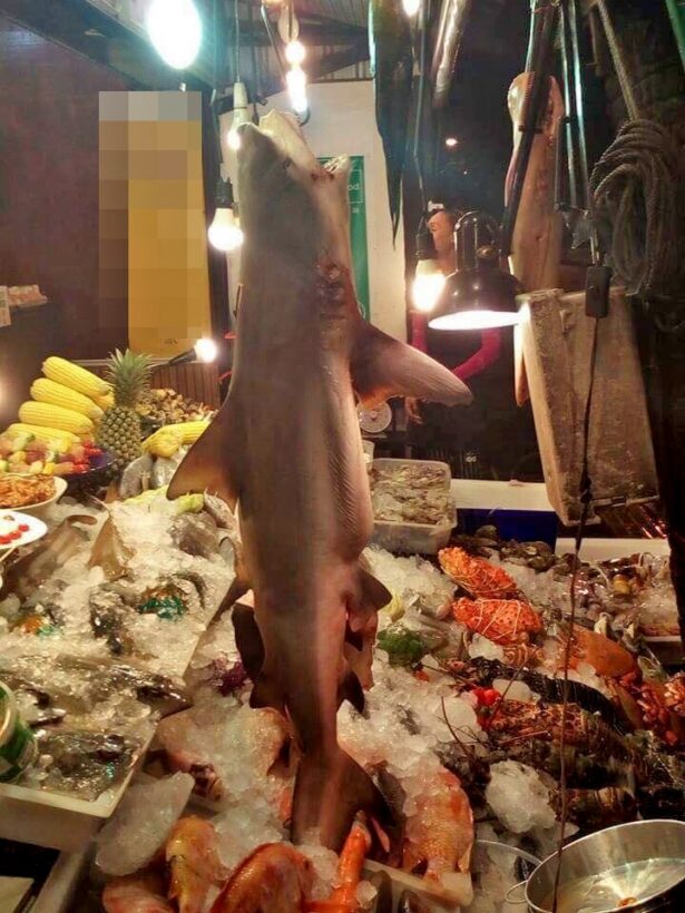 Marine and Coastal Resources check for protected shark meat in Karon