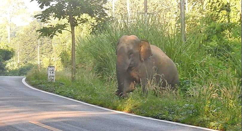 Bull elephant warning in Kanchanaburi