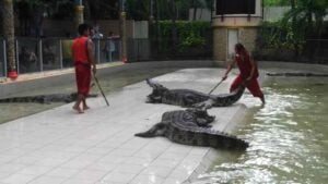 Fisheries to send 'Laypang' the crocodile to Phuket Zoo | News by Thaiger