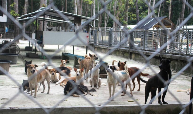 Phuket Governor visits dog shelter to check on renovations