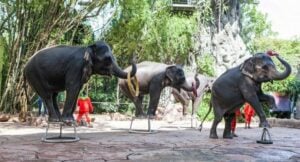 Elephant shows and rides under siege | News by Thaiger
