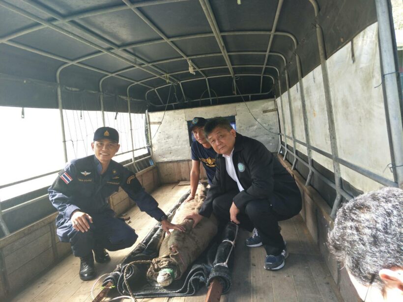 กรมประมงร่วมกับสวนสัตว์ภูเก็ตย้ายจระเข้เลพังไปไว้ที่สวนสัตว์แล้ว พร้อมให้ความรู้ เรื่องจระเข้ลูกผสม | The Thaiger
