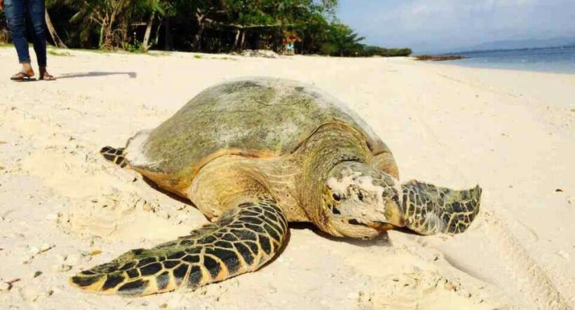 Four-year absence of leatherback turtles at Phuket nesting beaches