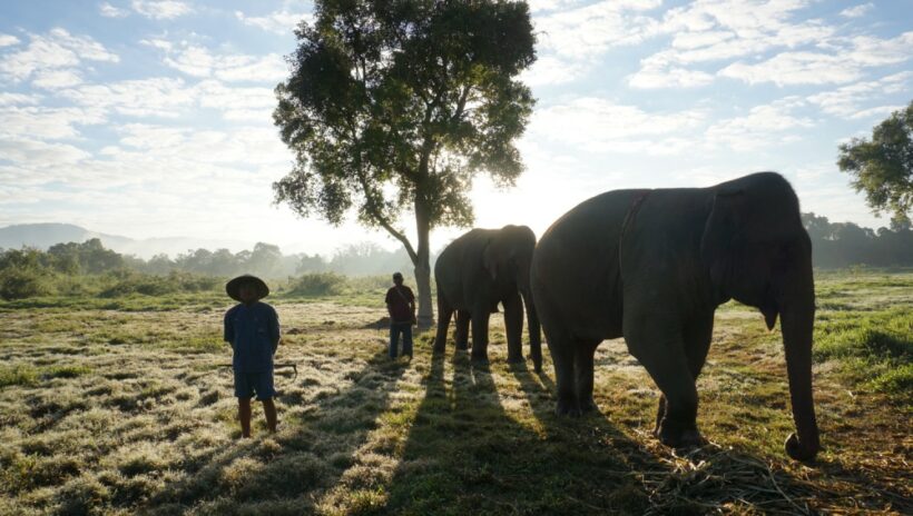 Elephant shows and rides under siege