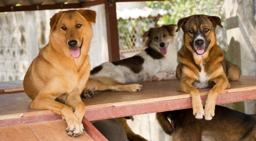 Soi Dog to open one Saturday per month