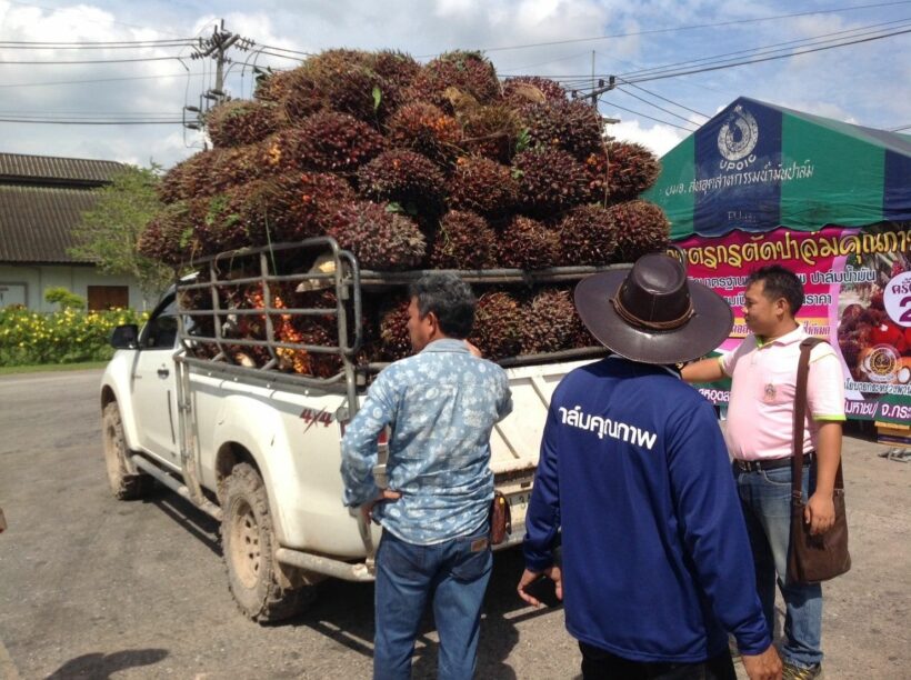 ชาวสวนปาล์มกระบี่โวย ถูกโรงงานรับซื้อเอาเปรียบ ปล้นราคารับซื้อ | The Thaiger