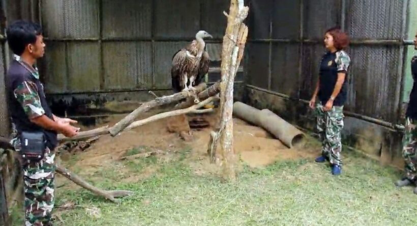 Himalayan vulture rescued by Phuket villagers