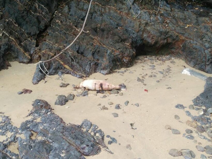 Dugong found dead on a beach in Rassada