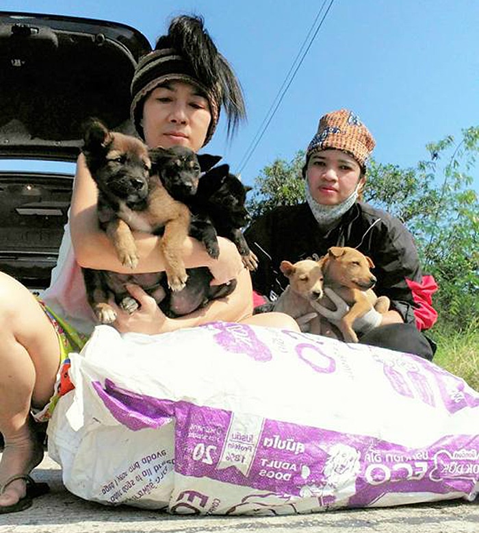 Puppies rescued from roadside