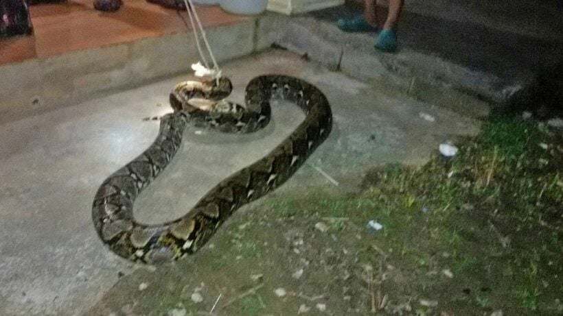 4 metre long python found in goat farm