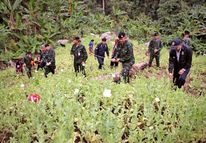 Thailand’s opium cultivation “down by 40%”