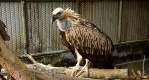 Himalayan vulture rescued by Phuket villagers | News by Thaiger