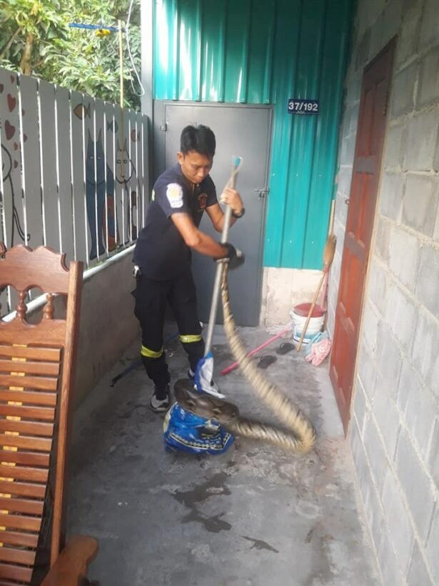 Huge python found in 70 year old’s house