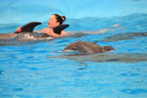 Bottlenose dolphin at Phuket dolphin show gives birth to ‘Nattya’ | News by Thaiger