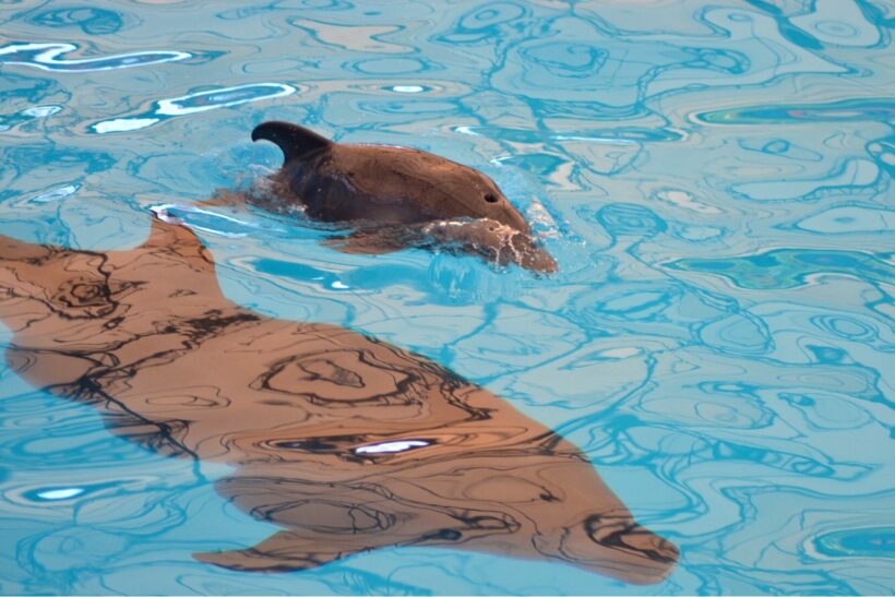 Bottlenose dolphin at Phuket dolphin show gives birth to ‘Nattya’