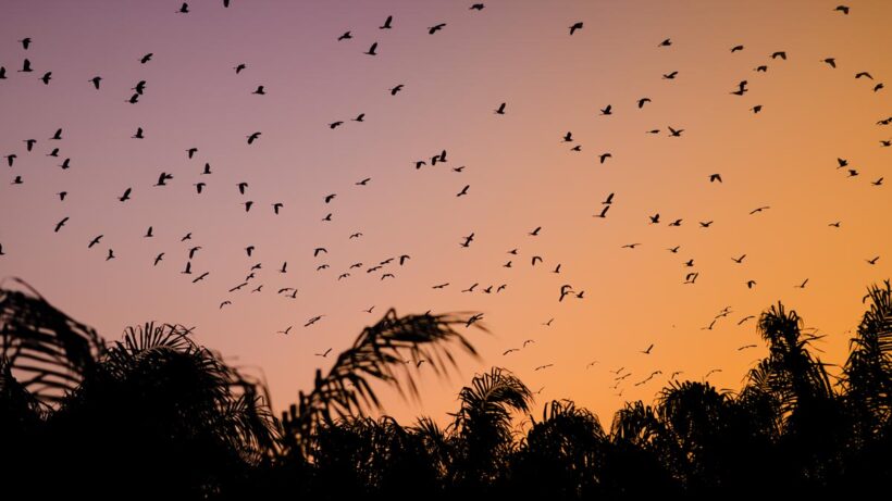 More than a thousand herons and egrets visit Krabi during winter