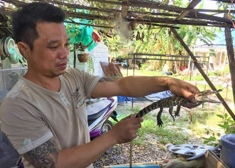 Baby crocodile found in Chalong tin mine lake