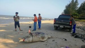 Bottlenose dolphin washes ashore in Surat Thani | News by Thaiger