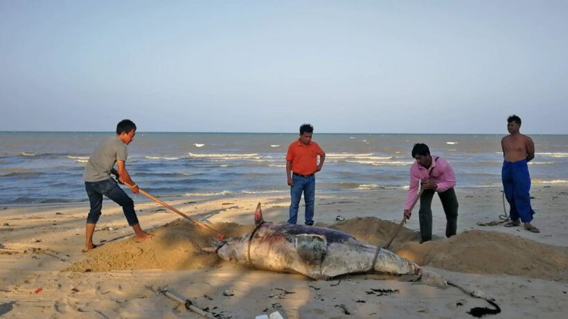 Bottlenose dolphin washes ashore in Surat Thani