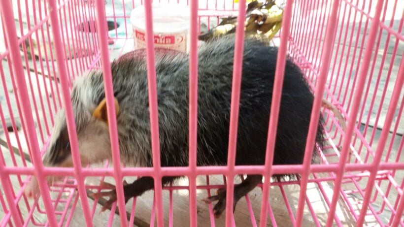 Rare animal – a moonrat – found in Krabi