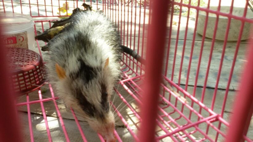 อึ้ง พบสัตว์ตัวคล้ายหนู ปากคล้ายจมูกหมู เชื่อเป็นสัตว์ตระกูล “หมูหริ่ง” สัตว์ป่าคุ้มครอง | The Thaiger