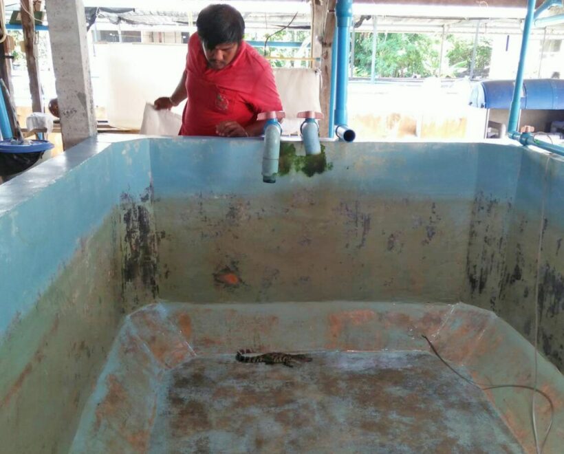 เจ้าหน้าที่เร่งตรวจสอบแหล่งที่มาของจระเข้ ที่จับได้ที่ขุมน้ำสาธารณะเข้งหงวน ในเบื้องต้นคาดว่า เป็นจระเข้น้ำจืด | The Thaiger
