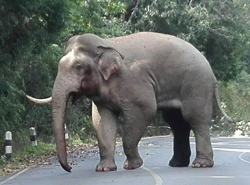 Lost tusk in pachyderm punch-up