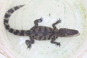Baby crocodile found in Chalong | News by Thaiger